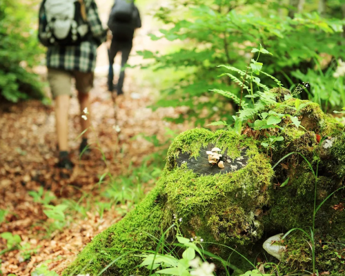 Take a Hike
