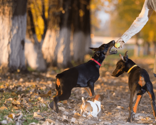 Wild Dog Attack